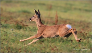 <p>SRNEC OBECNÝ (Capreolus capreolus) Šluknovsko - Jiříkov /European roe deer - Reh/</p>